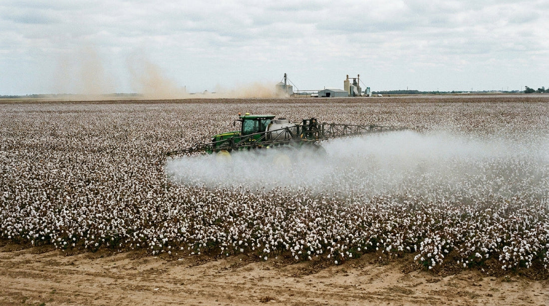 Coton bio vs coton – 7 différences clés à connaître